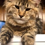 A cat is sitting on top of the table.
