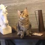 A cat sitting on top of a wooden table.