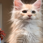 A cat is standing in front of a window.