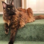 A cat that is laying down on the stairs.