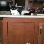 A cat sitting on top of a kitchen counter.
