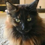 A cat sitting on the floor looking at the camera.