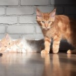 Two cats are laying on the floor together.