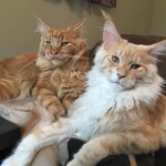 Two cats sitting on a couch together.