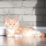 A cat laying on the ground in front of a brick wall.