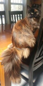 A cat sitting on top of a chair.