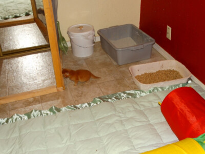 A cat is standing on the floor in front of two litter boxes.