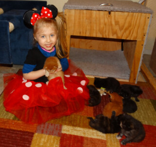 A little girl in minnie mouse costume with kittens.