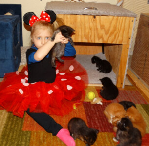 A little girl in minnie mouse costume holding kittens.