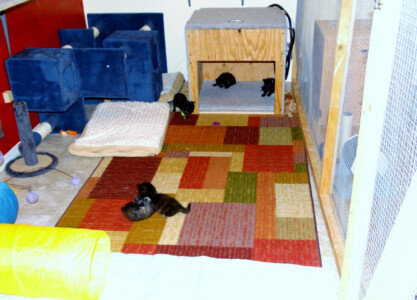 A room with several cats laying on the floor.