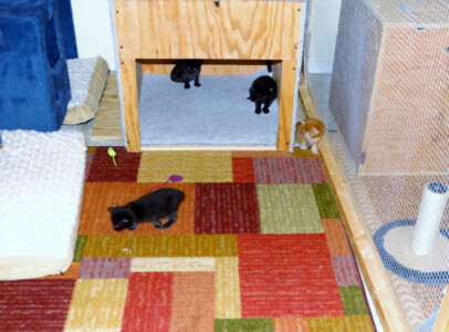Two cats are playing in a room with colorful carpet.