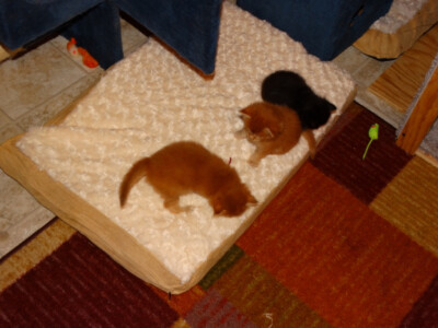 Two cats are laying on a bed in the room.