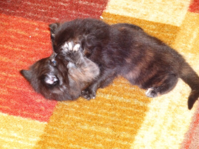 Two cats are laying on the floor together.