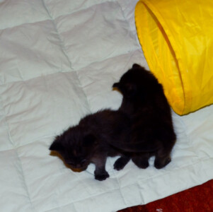 Two kittens playing on a bed with yellow sheets.