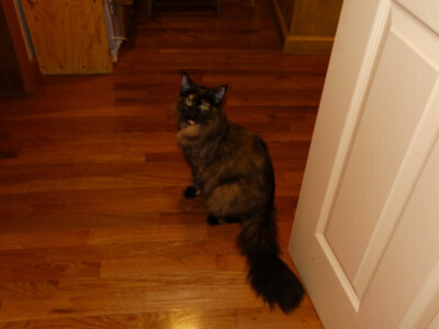 A cat sitting on the floor in front of a door.