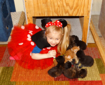A little girl in minnie mouse costume with several cats.
