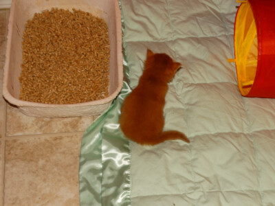 A cat is laying on the bed next to a bowl of food.