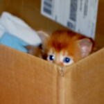A cat is sitting in the box and looking at the camera.