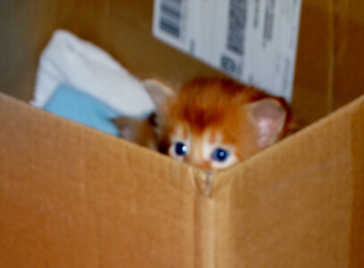 A cat is sitting in the box and looking at the camera.