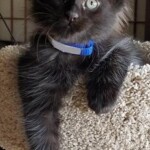 A black kitten with blue collar sitting on carpet.