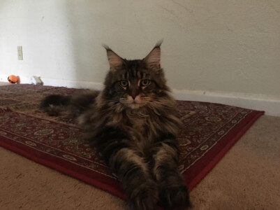 A cat laying on the floor in front of a wall.