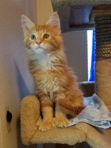 A cat sitting on top of a chair.