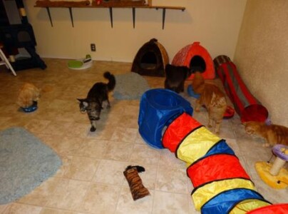 A cat and kittens playing in the floor.