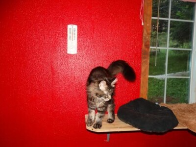 A cat standing on top of a wooden shelf.