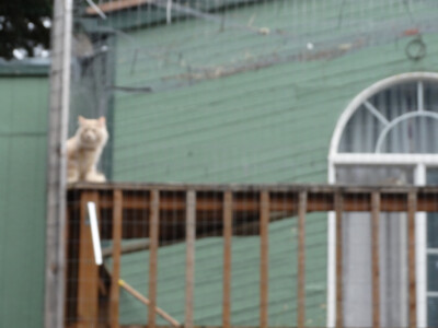 A cat sitting on top of a wooden deck.
