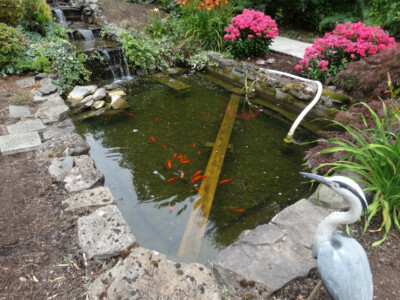 A pond with many fish in it and some plants