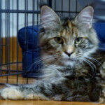 A cat laying on the floor next to a cage.