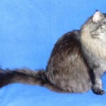 A cat sitting on top of a blue blanket.
