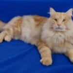 A cat is laying on the bed and looking at something.