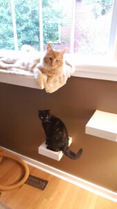 A cat sitting on top of a shelf next to another cat.