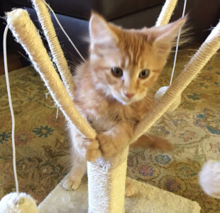A cat sitting on top of a scratching post.