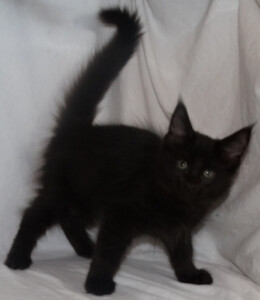 A black kitten standing on top of a white sheet.