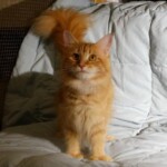 A cat standing on top of a bed.