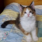 A cat standing on top of a bed.