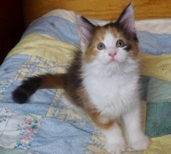 A cat standing on top of a bed.