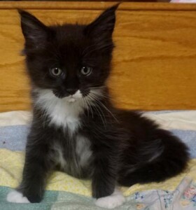 A black and white kitten sitting on top of a blanket.