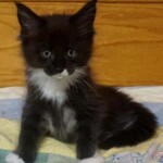 A black and white kitten sitting on top of a blanket.