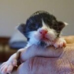 A small kitten is laying on someones hand