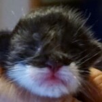 A close up of a cat 's face with its mouth open