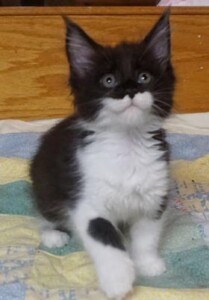 A black and white kitten sitting on top of a blanket.
