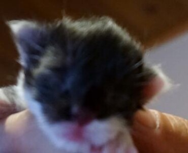 A person holding a kitten in their hand.