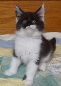 A black and white cat sitting on top of a bed.