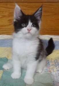 A black and white kitten sitting on top of a quilt.