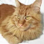 A cat laying on top of a bed with its head down.