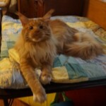 A cat laying on top of a bed.