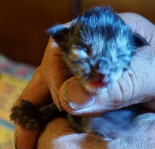 A person holding a kitten in their hand.